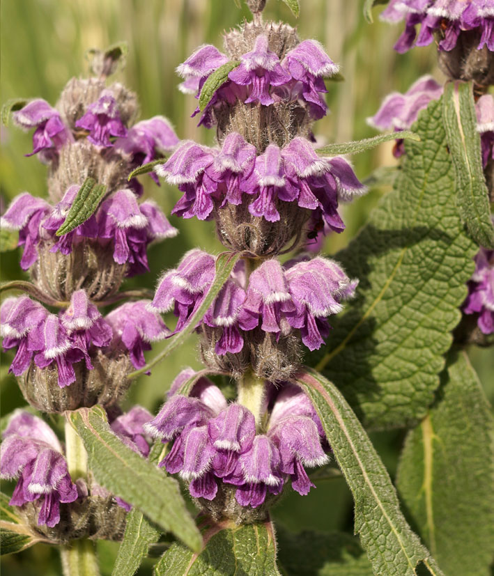 Image of Phlomoides oreophila specimen.