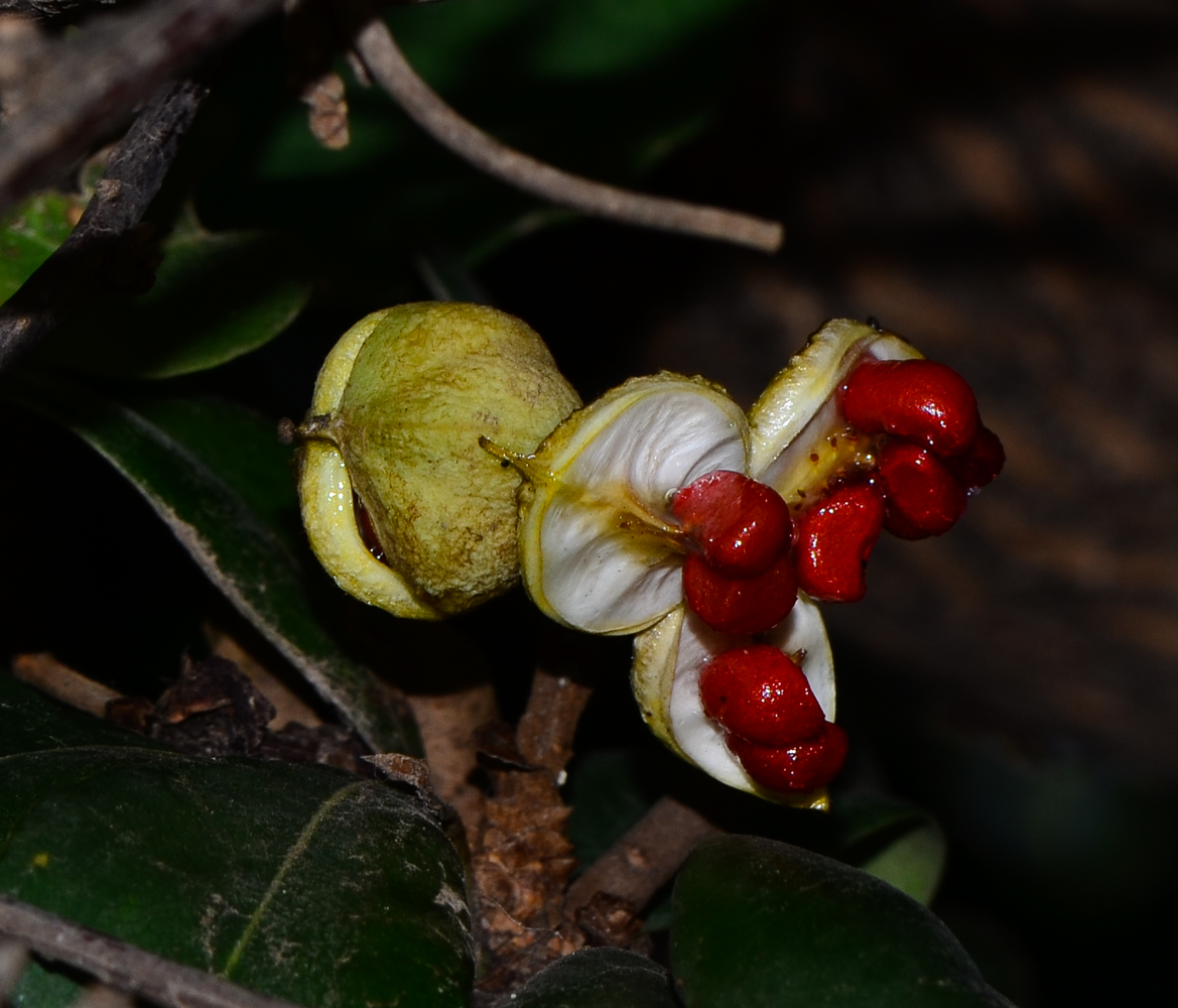 Image of Pittosporum tobira specimen.