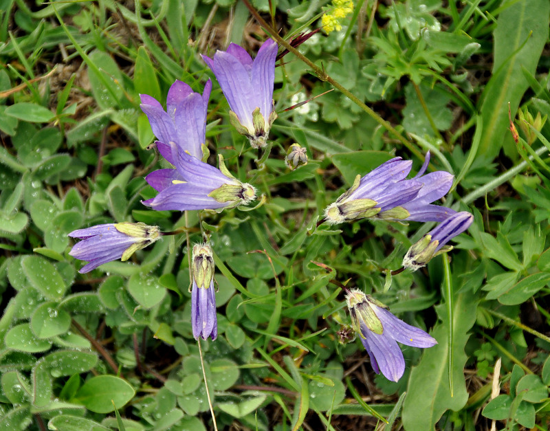 Image of Campanula biebersteiniana specimen.