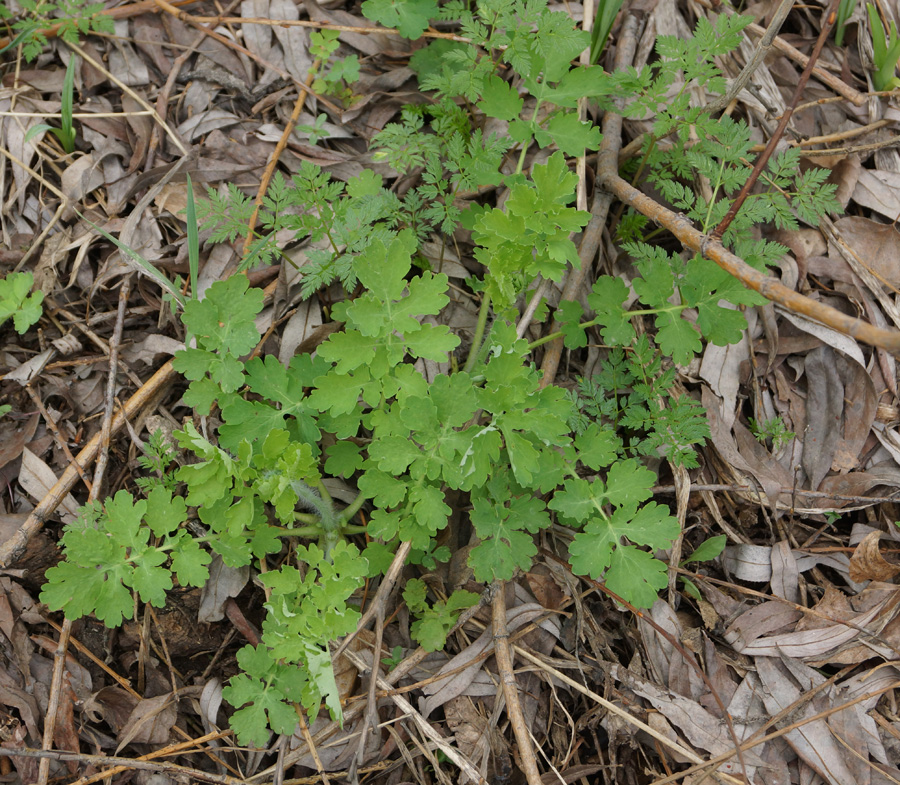 Изображение особи Chelidonium majus.