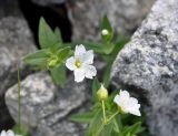 Cerastium lithospermifolium