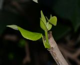 Hibiscus elatus. Лист и формирующийся побег. Израиль, Шарон, пос. Кфар Монаш, ботанический сад \"Хават Ганой\". 01.11.2015.