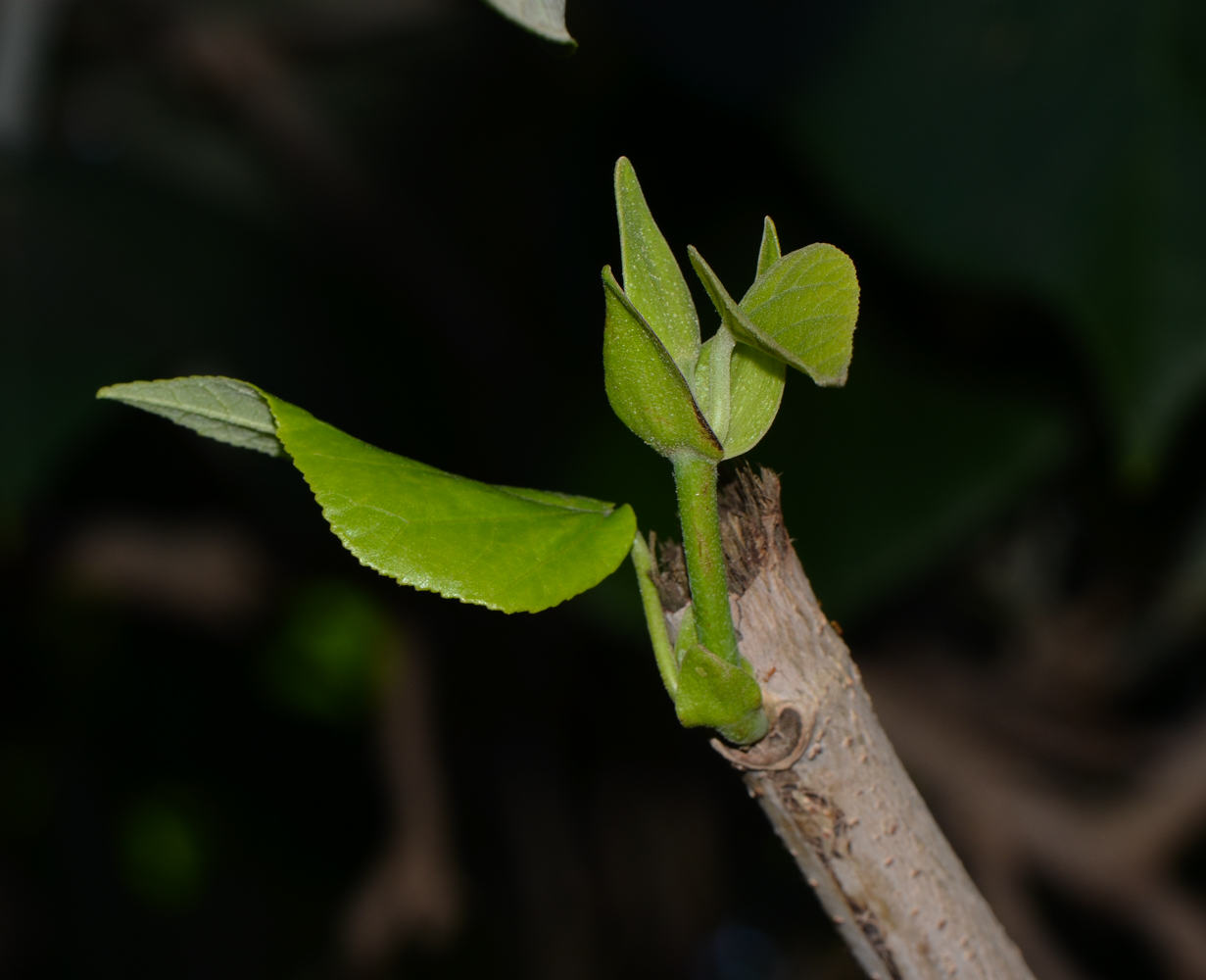 Image of Hibiscus elatus specimen.