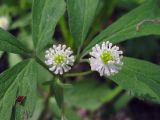 Anemone reflexa. Цветки. Иркутская обл., окр. г. Усть-Кут. 07.06.2009.