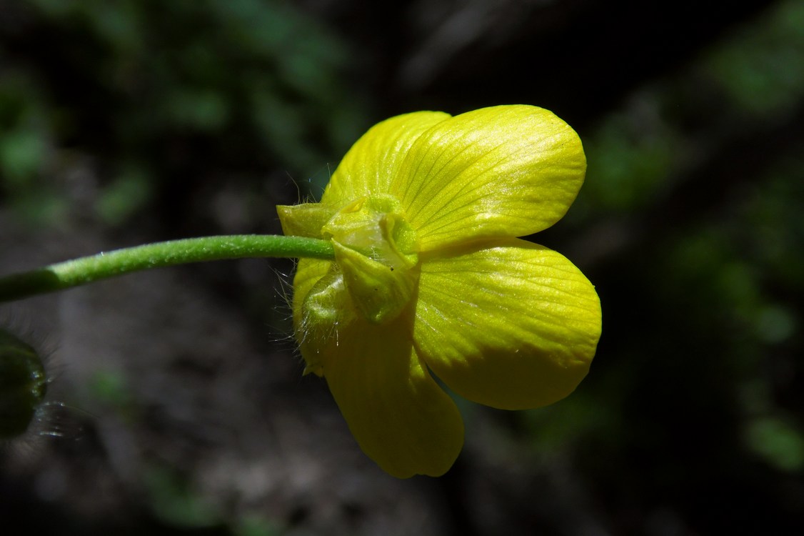 Image of Ranunculus constantinopolitanus specimen.