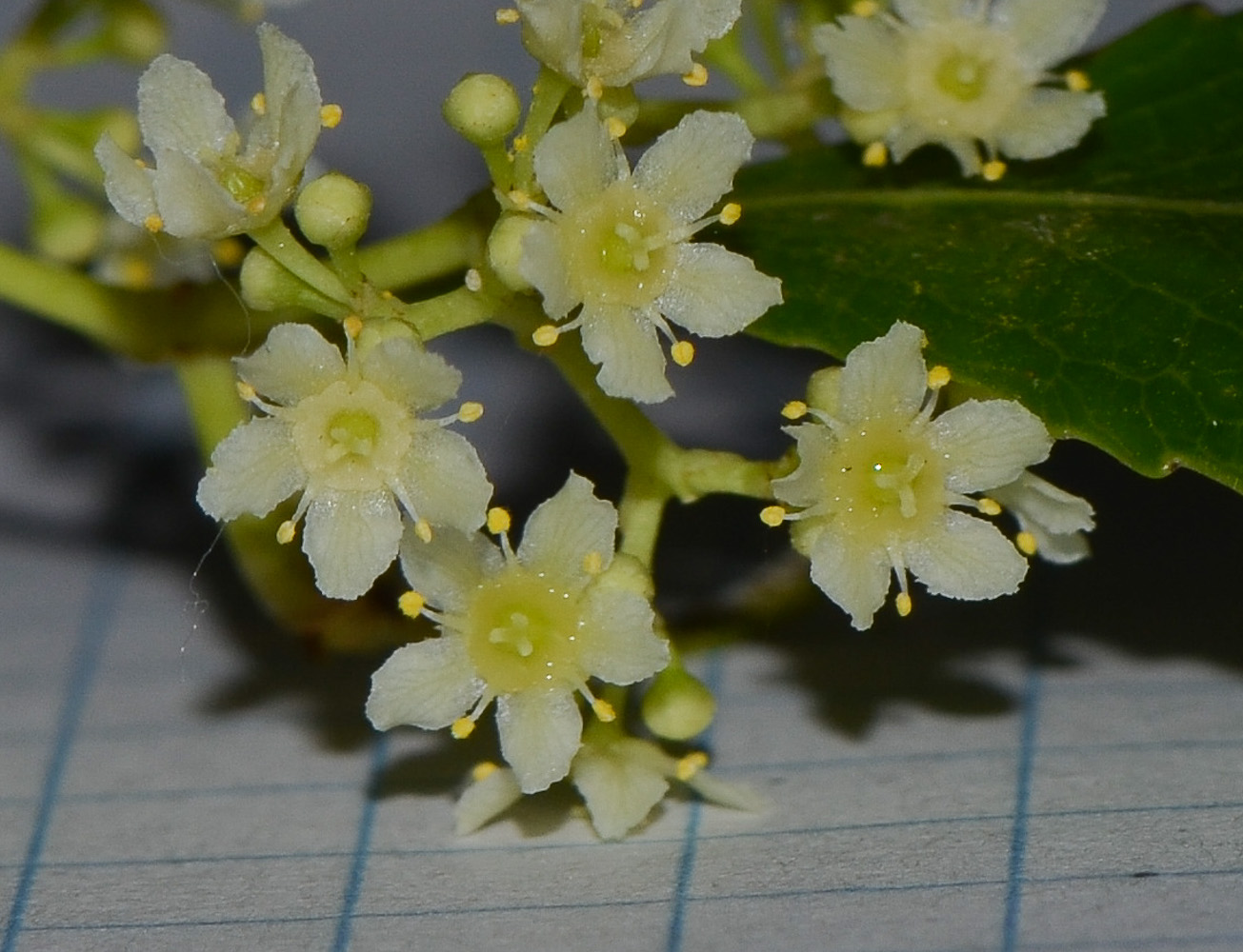Кат растение вида catha edulis фото