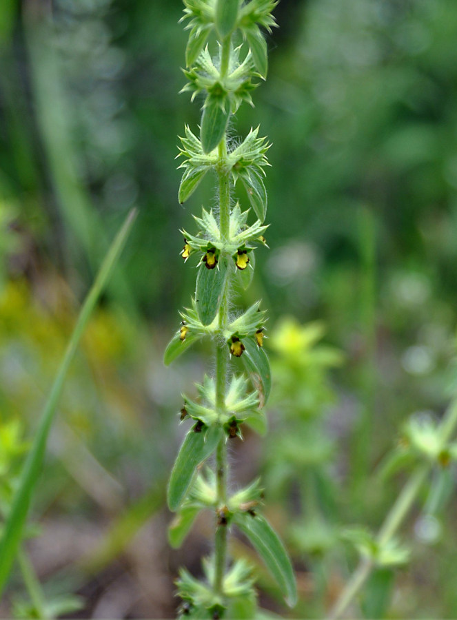 Image of Sideritis montana specimen.