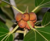 Ficus benghalensis