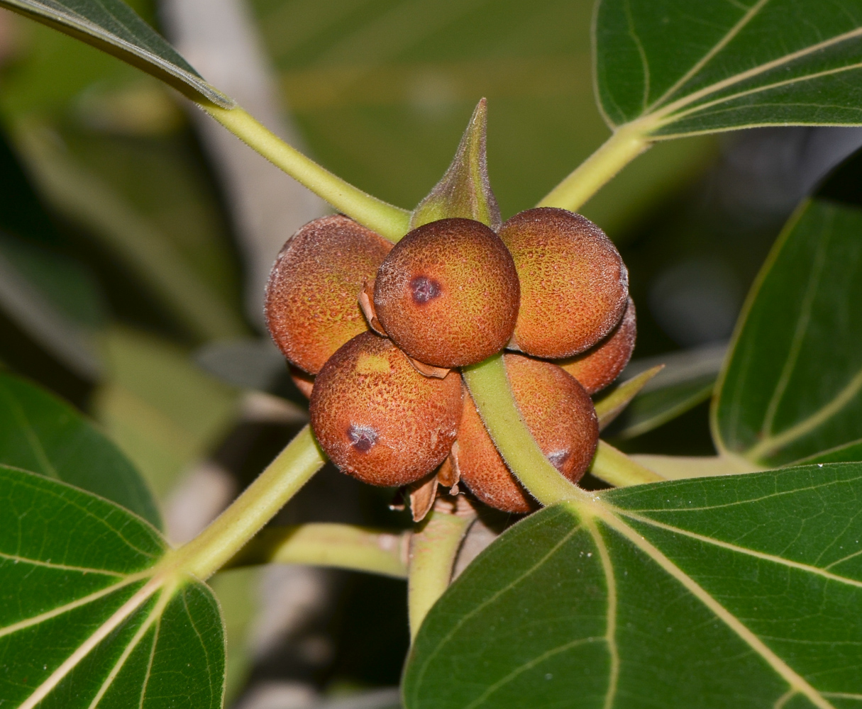 Изображение особи Ficus benghalensis.