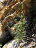 Bidens parviflora. Цветущее растение. Приморье, окр. г. Находка, на вершине сопки. 13.09.2016.