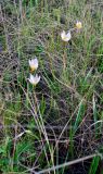 Tulipa biebersteiniana разновидность tricolor