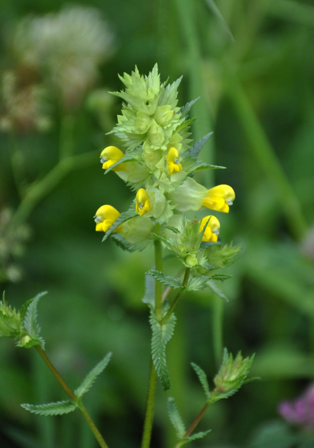 Image of Rhinanthus minor specimen.