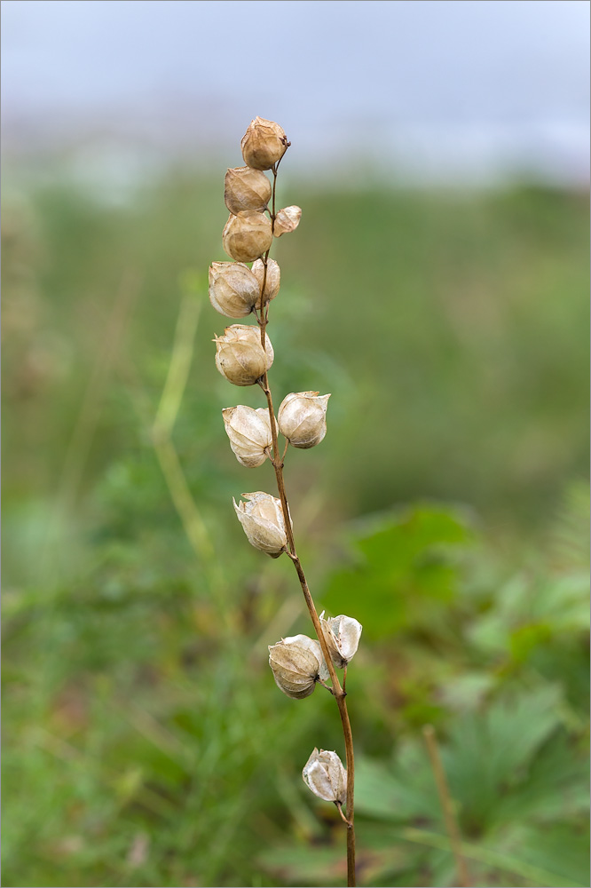 Изображение особи Rhinanthus minor.