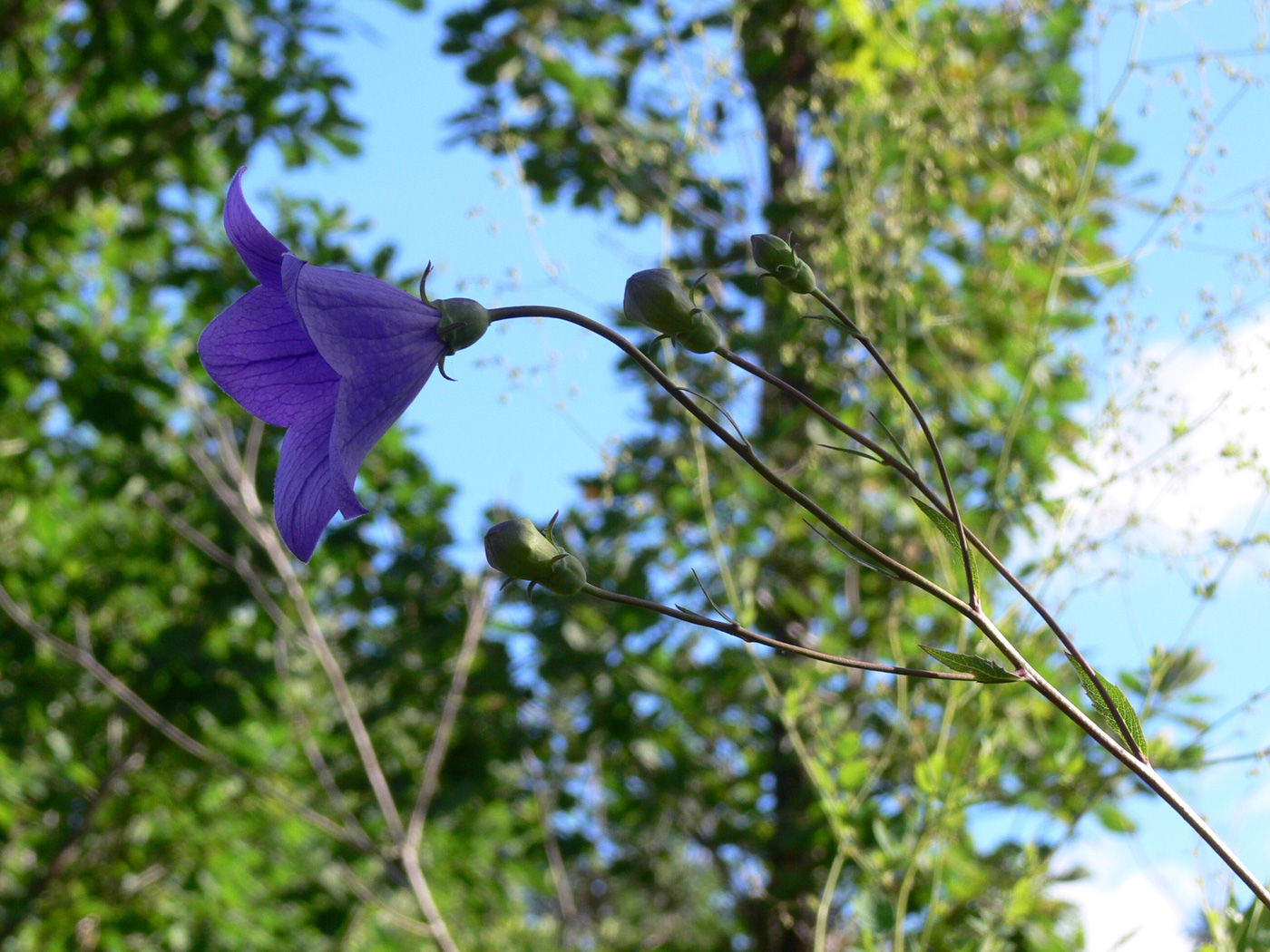 Image of Platycodon grandiflorus specimen.