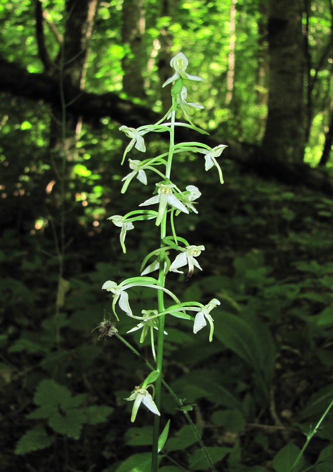 Изображение особи Platanthera bifolia.