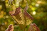 семейство Lamiaceae. Листья в осенней окраске. Пермский край, Добрянский р-н, недалеко от ст. Полазна. 25 сентября 2016 г.