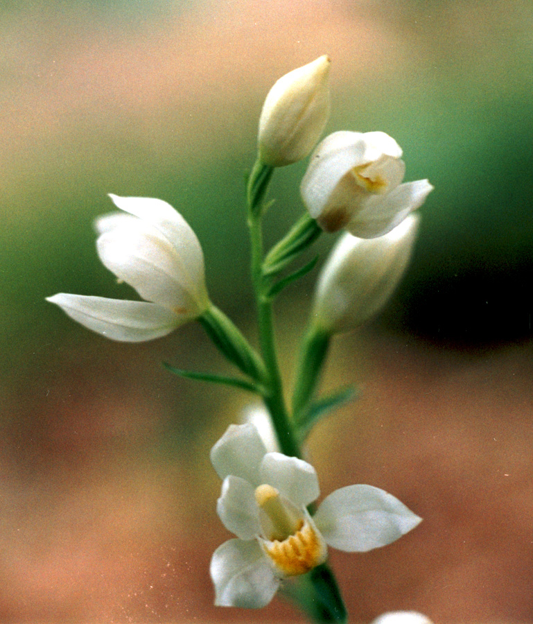 Изображение особи Cephalanthera damasonium.