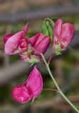 Lathyrus tuberosus