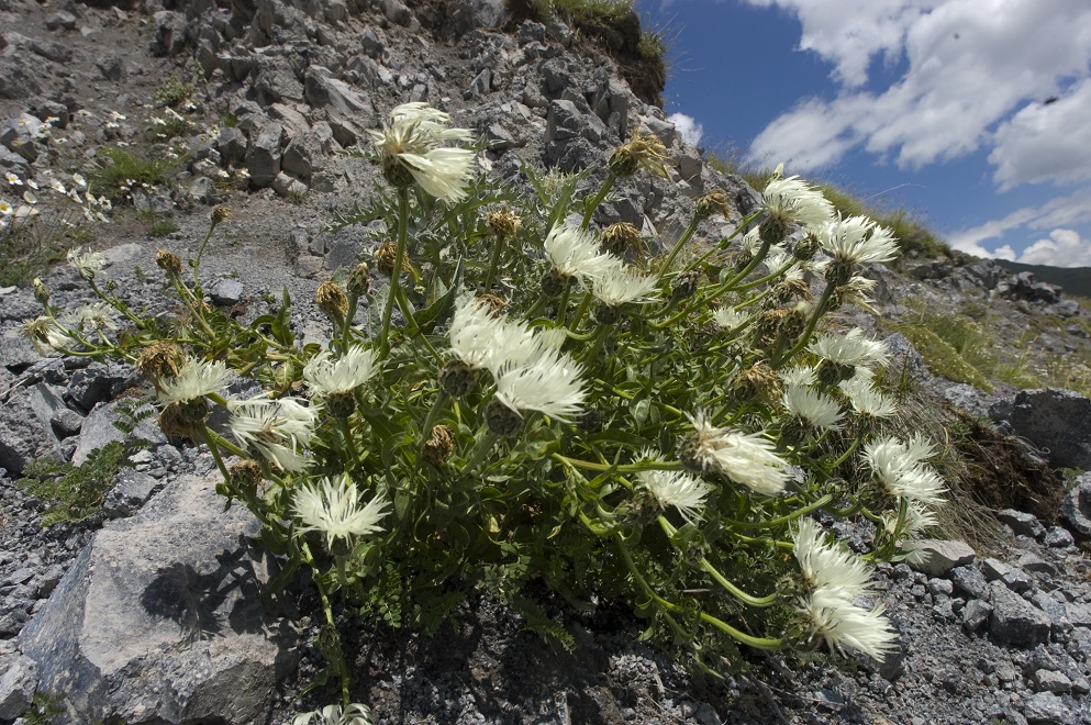 Image of Centaurea cheiranthifolia specimen.