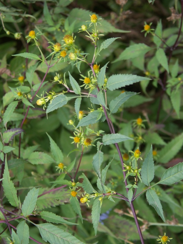 Image of Bidens frondosa specimen.