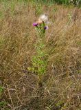 Cirsium vulgare