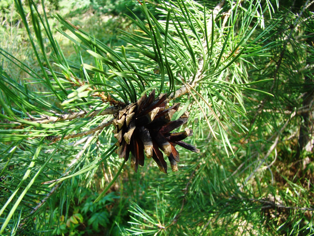 Изображение особи Pinus sylvestris.