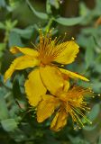 Hypericum perforatum