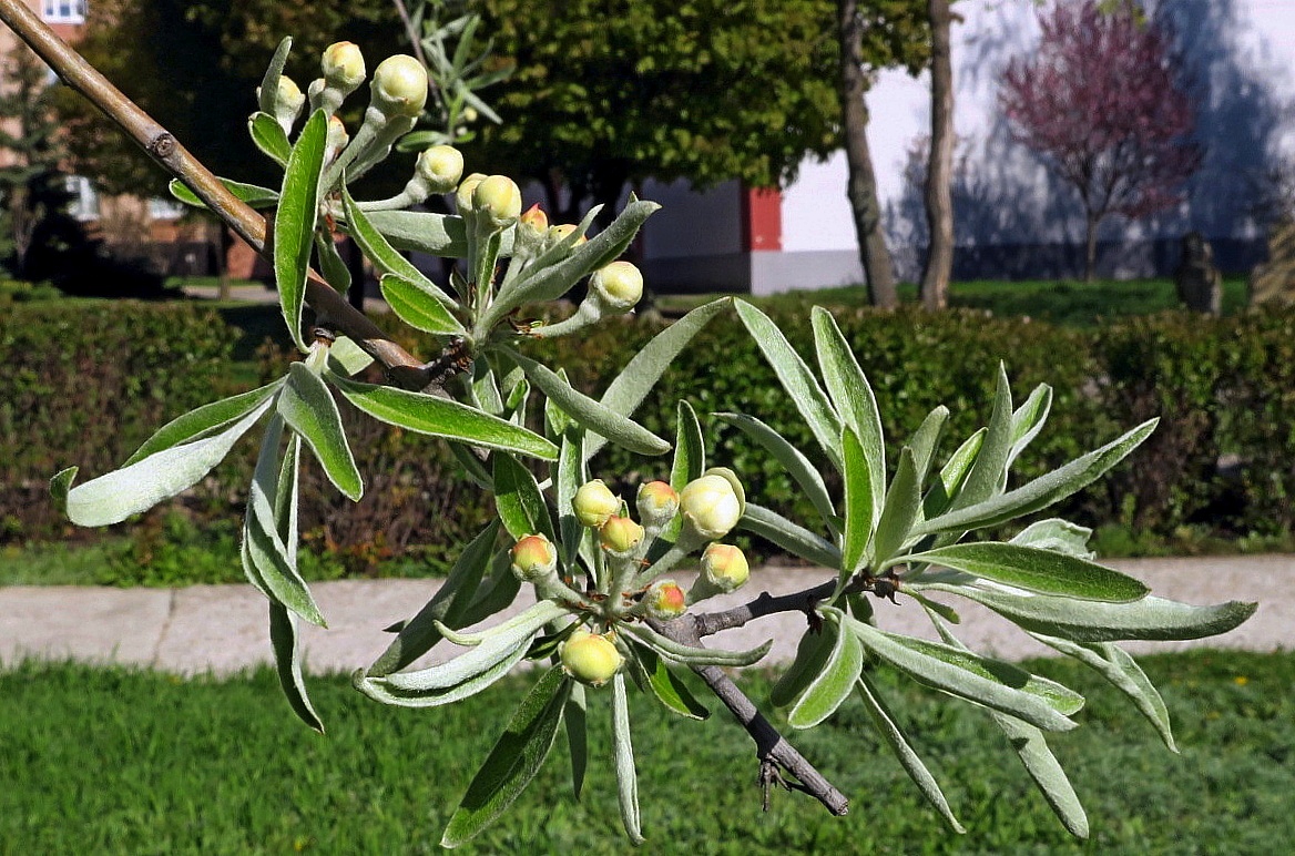 Изображение особи Pyrus salicifolia.