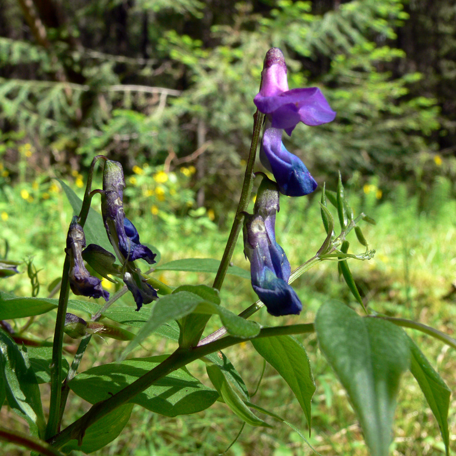 Изображение особи Lathyrus vernus.