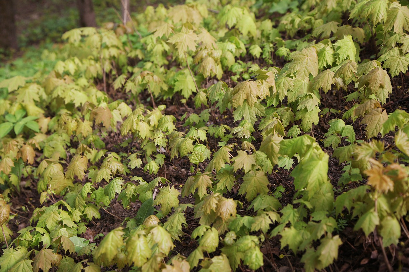 Изображение особи Acer platanoides.