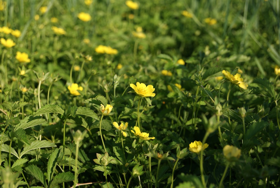 Image of Potentilla reptans specimen.