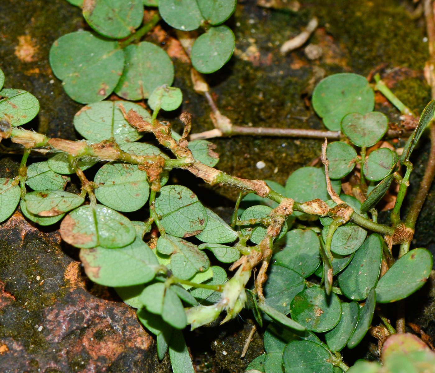 Image of Desmodium triflorum specimen.