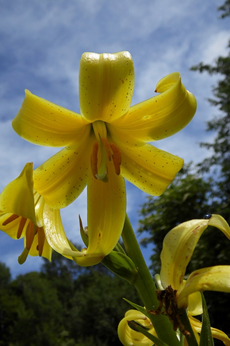 Image of Lilium monadelphum specimen.