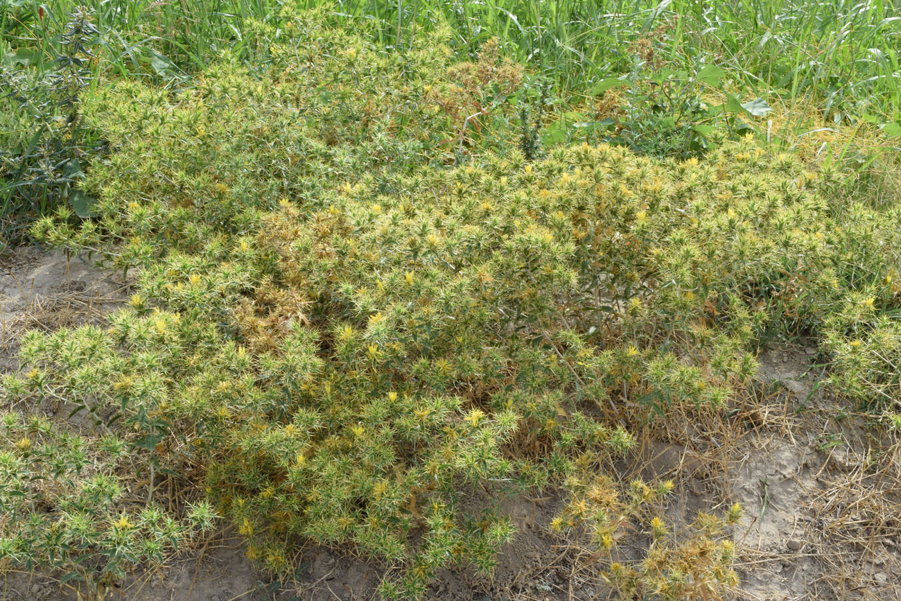 Image of Carthamus oxyacanthus specimen.