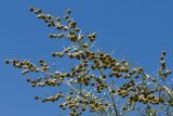 Artemisia arborescens. Верхушка цветущего растения. Греция, о-в Крит, ном Ханья (Νομός Χανίων), дим Киссамос (Κίσσαμος), рудеральное местообитание между сельскохозяйственными угодьями и просёлочной дорогой. 20 июня 2017 г.