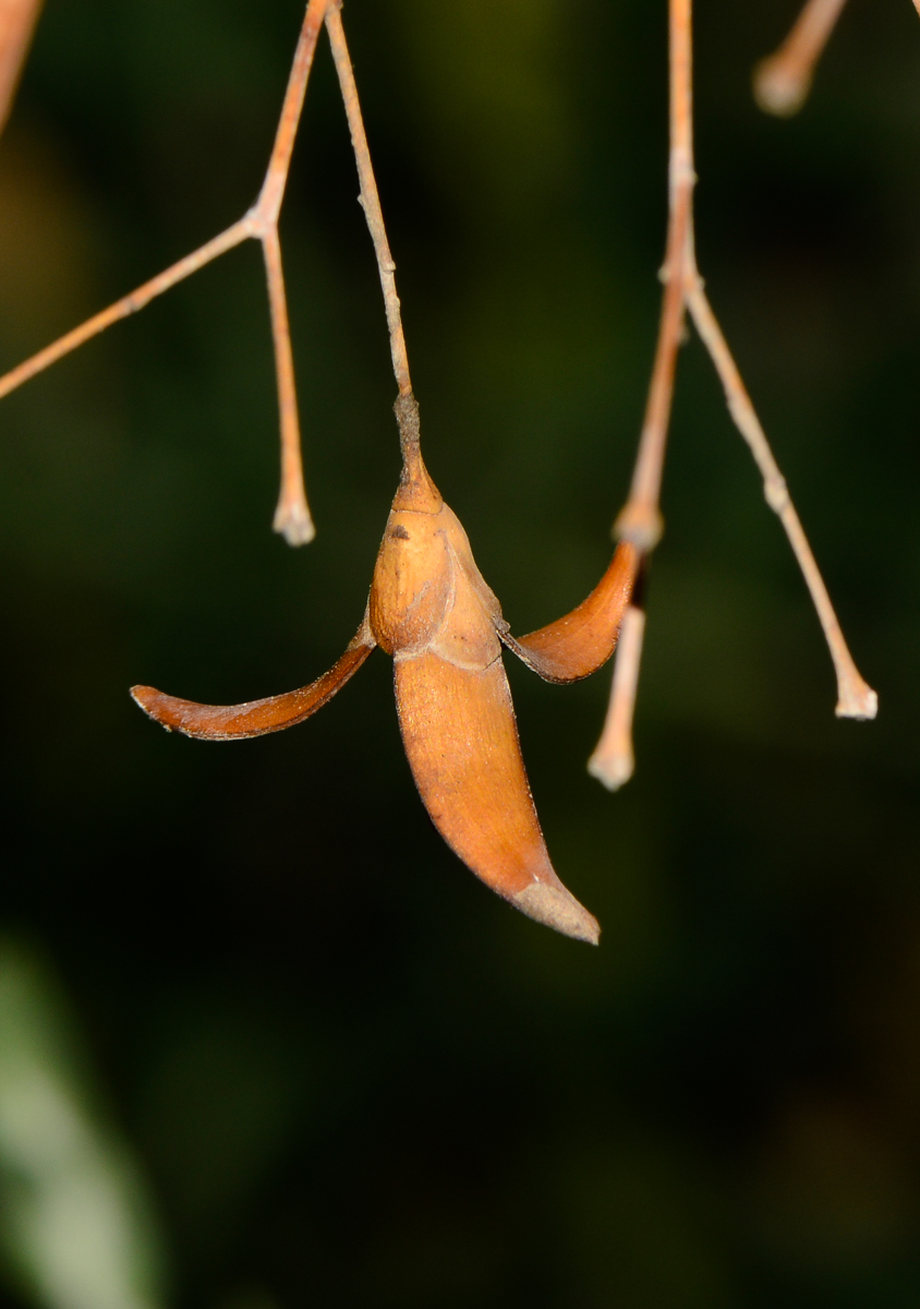 Image of Fouquieria macdougalii specimen.