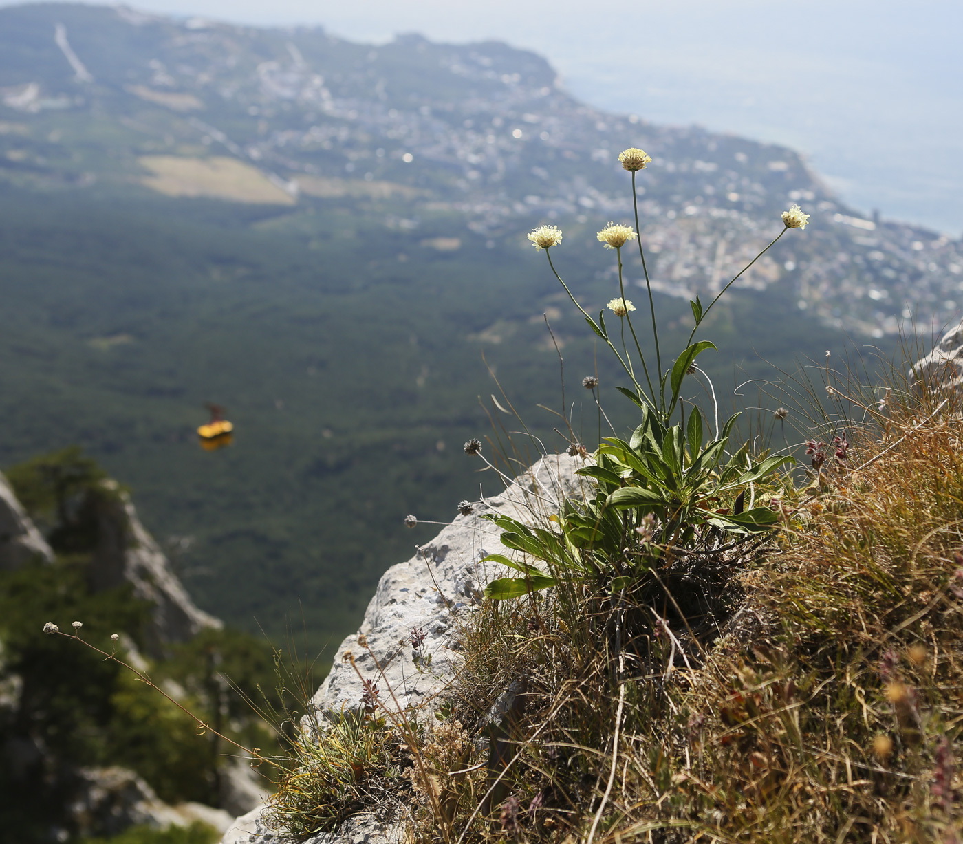 Изображение особи Cephalaria coriacea.