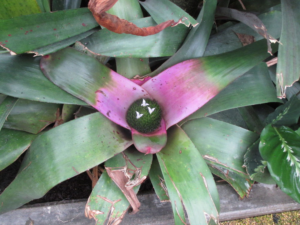 Изображение особи Neoregelia concentrica.