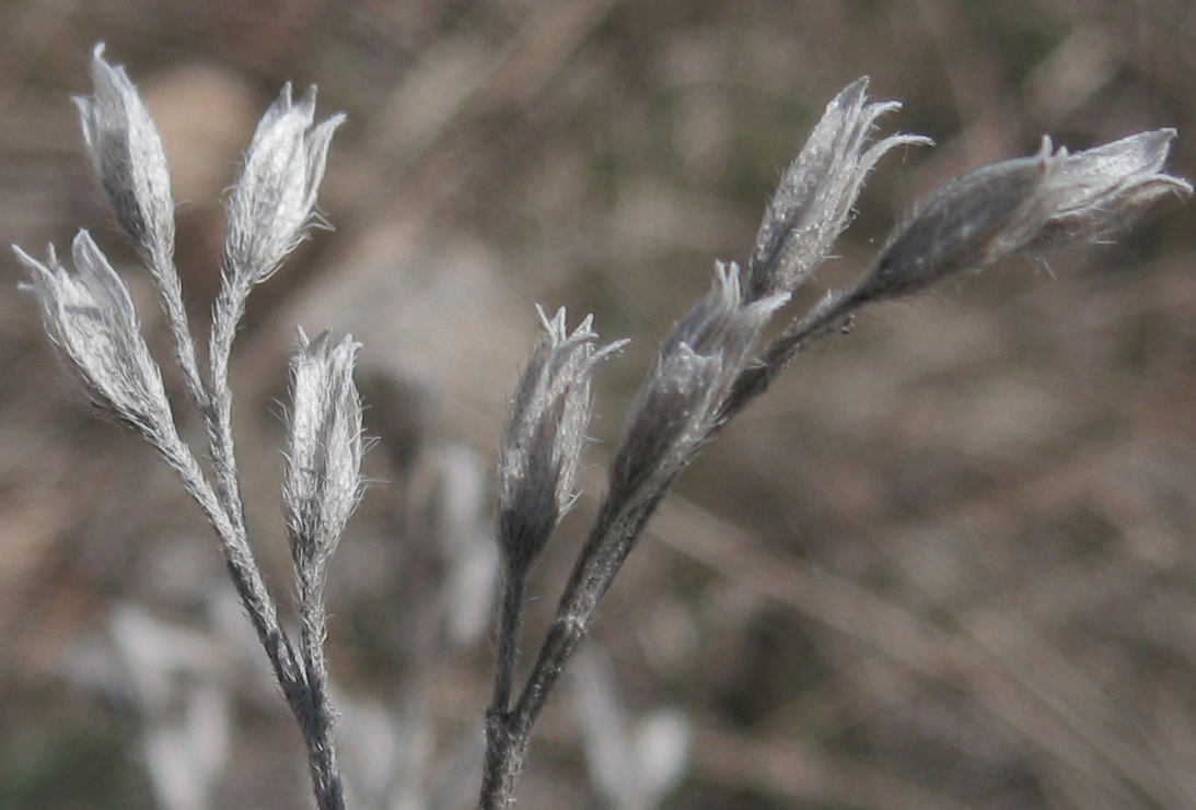 Image of Onosma volgensis specimen.