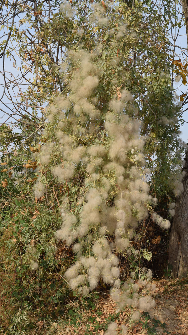 Image of Clematis orientalis specimen.