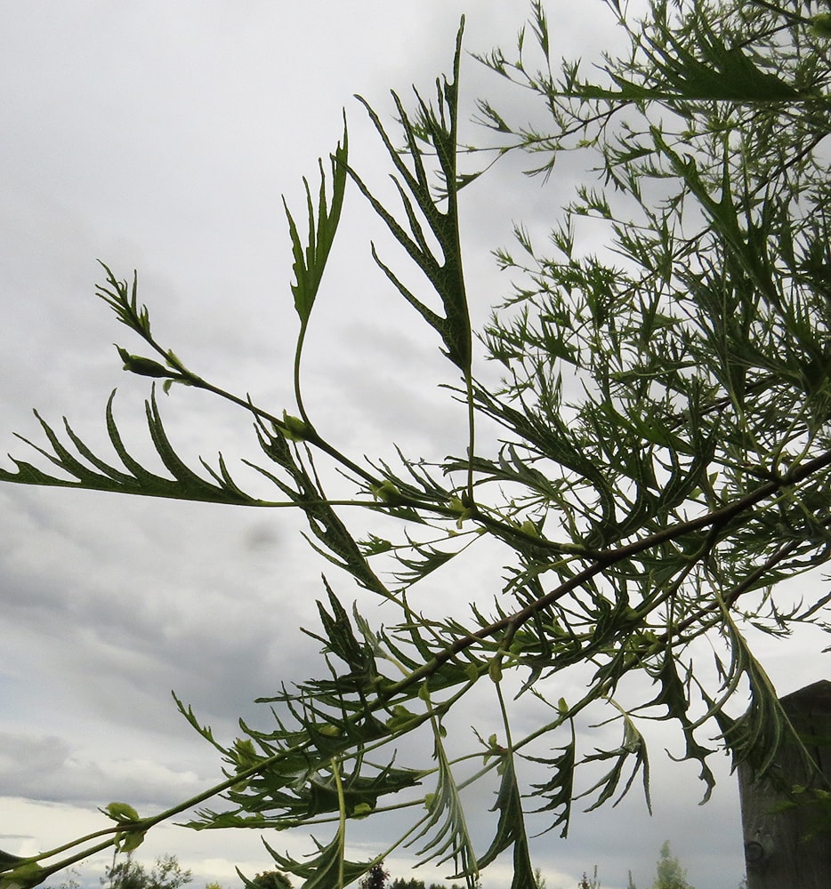 Изображение особи Alnus glutinosa.