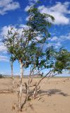 Betula microphylla