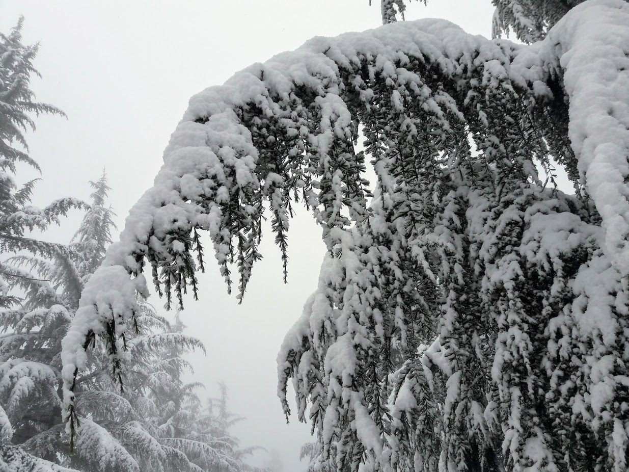 Изображение особи Cedrus deodara.