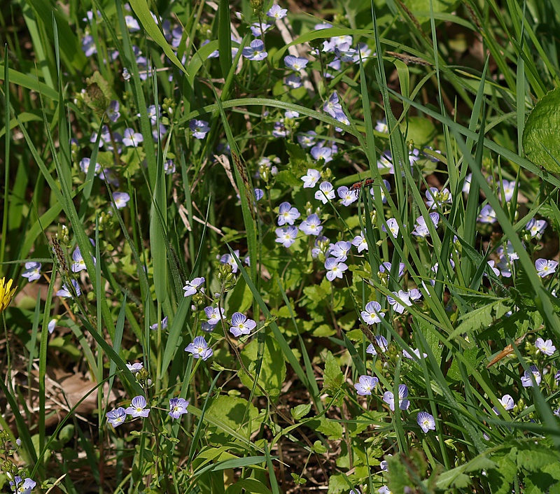 Image of Veronica umbrosa specimen.