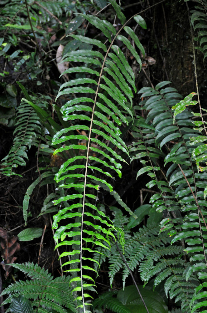 Изображение особи Nephrolepis davallioides.