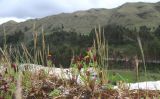 Tagetes multiflora. Цветущие растения. Перу, Анды, археологический памятник Пука Пукара. 14 марта 2014 г.