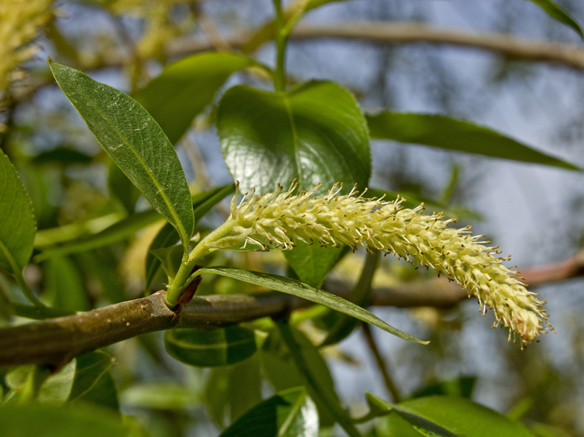 Изображение особи Salix euxina.