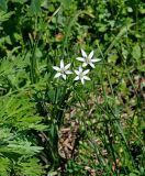 Ornithogalum umbellatum