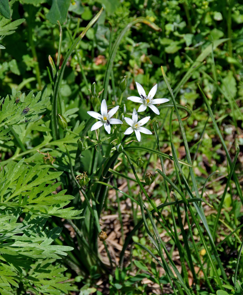 Image of Ornithogalum umbellatum specimen.