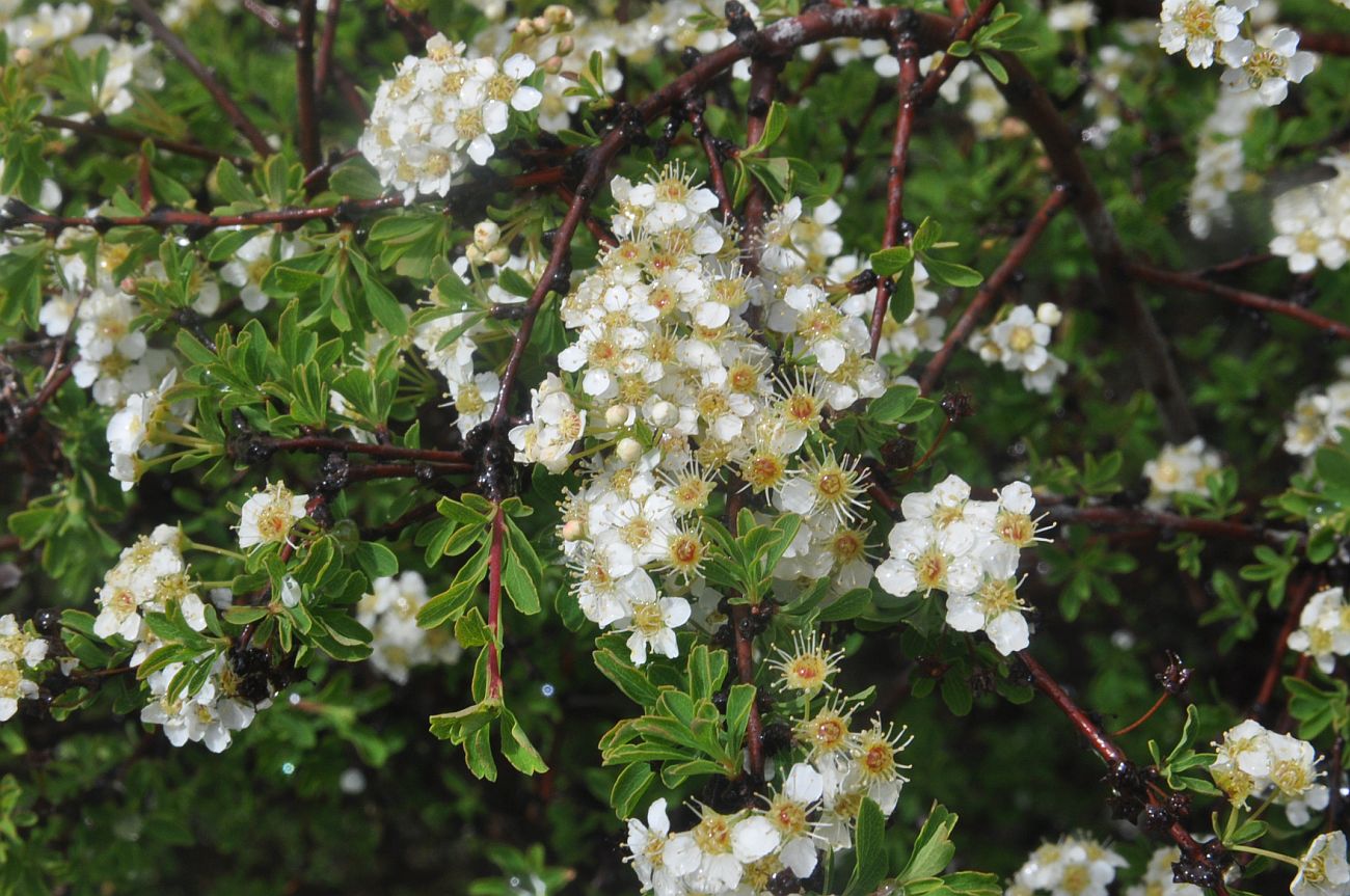 Image of Spiraea crenata specimen.